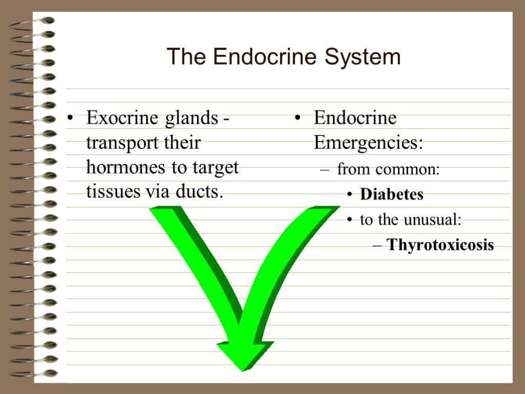 The Endocrine System Controls many body functions exerts